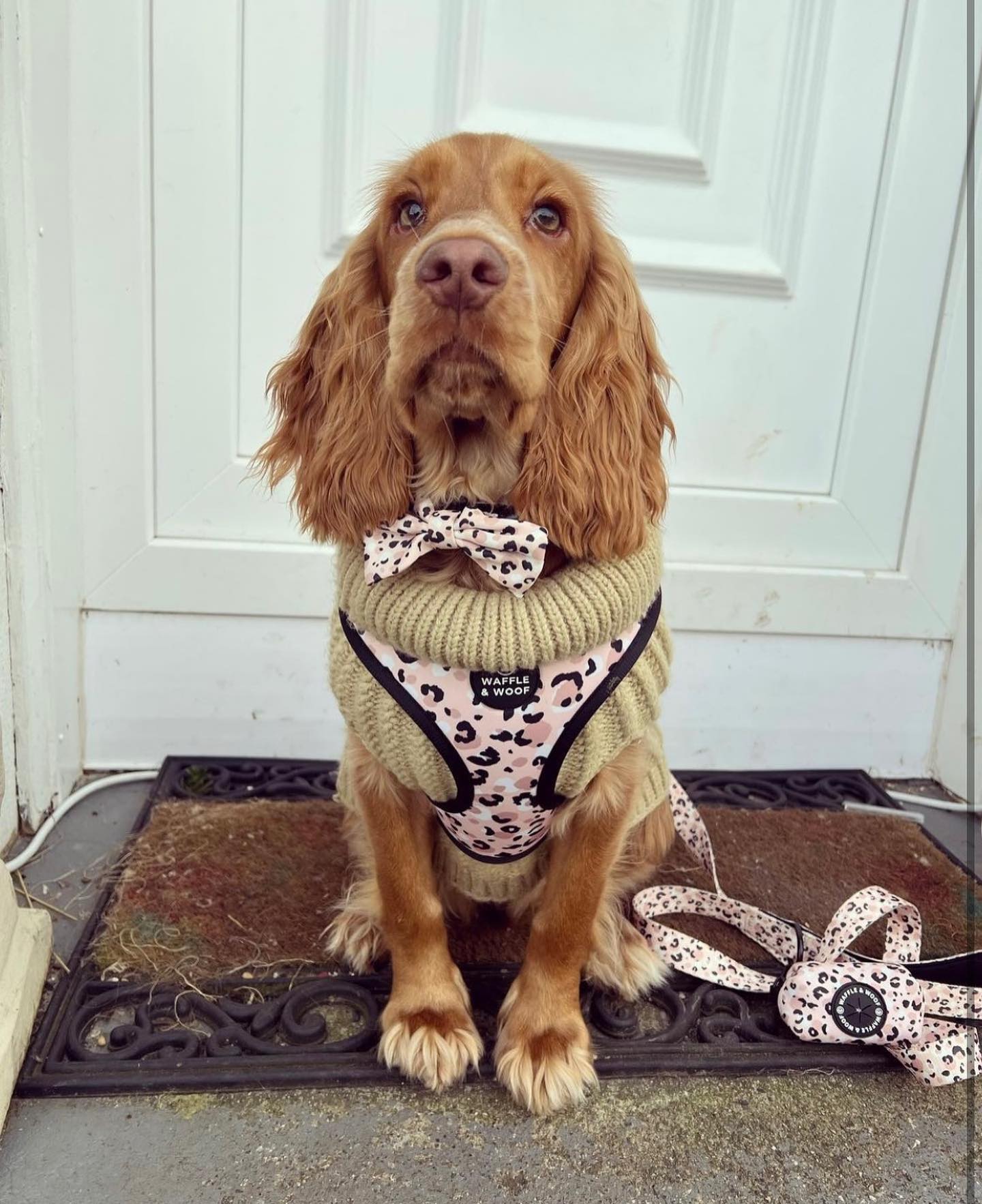 Pink Leopard Harness