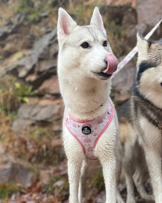 Pretty In Pink Harness