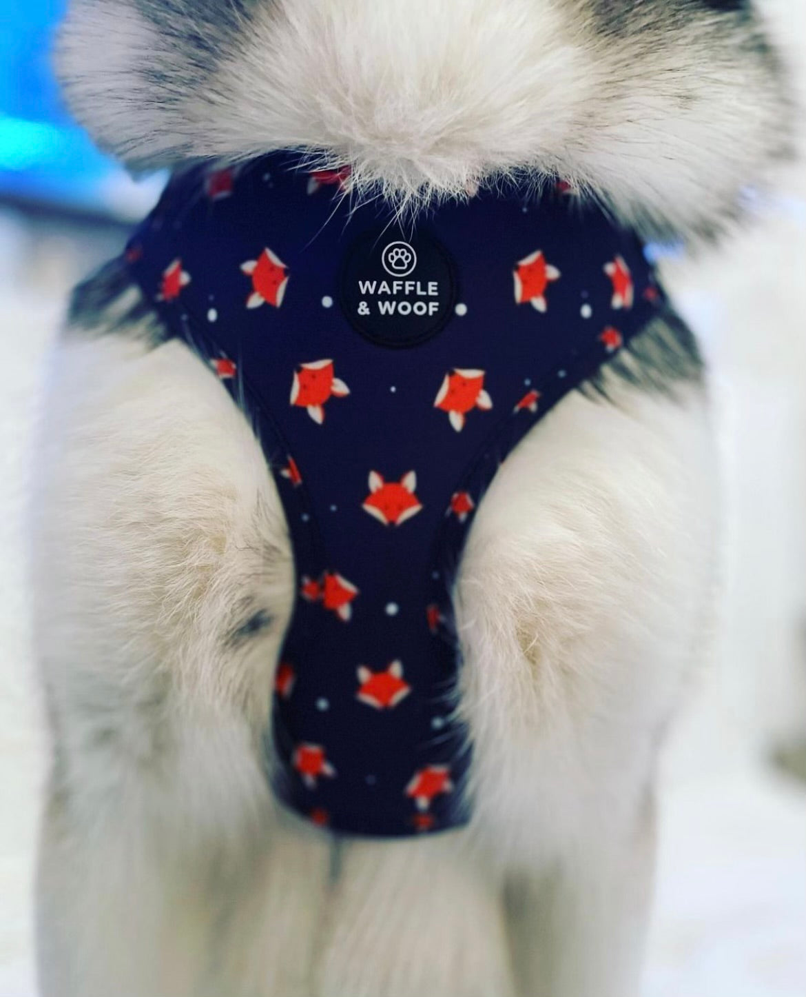 Midnight Fox Harness