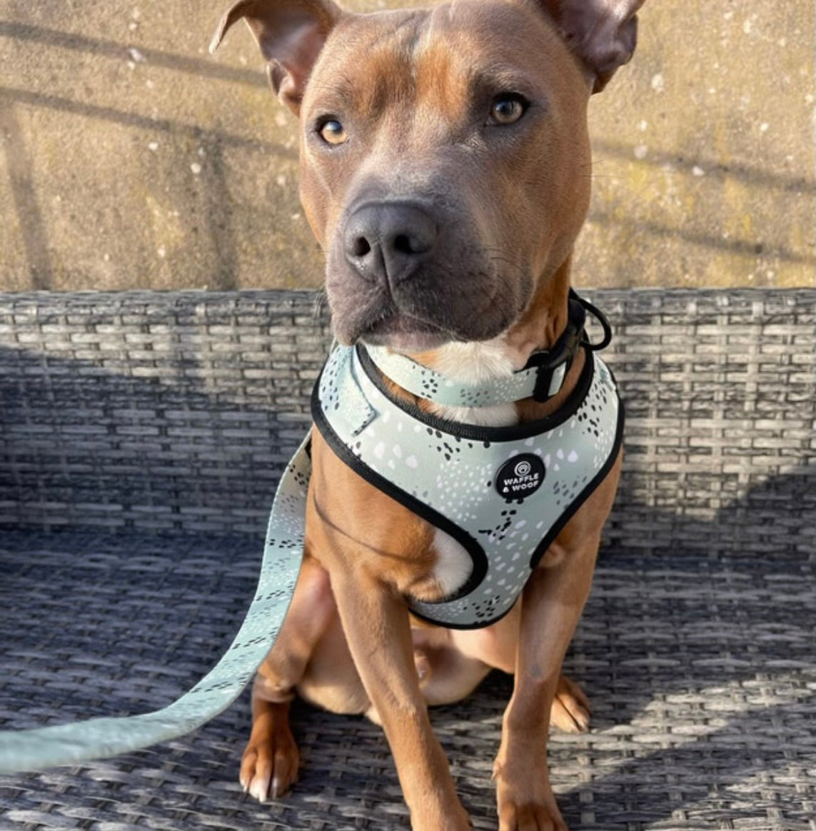 Minty Green Dream Harness